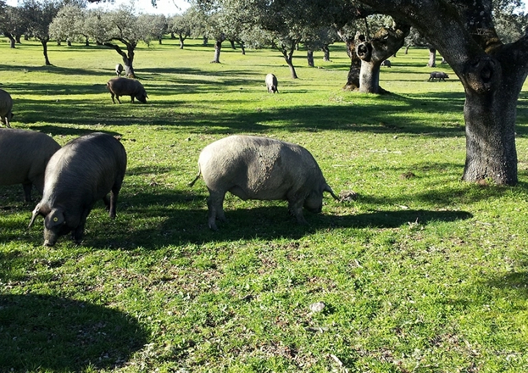 L'histoire d'El Morcón