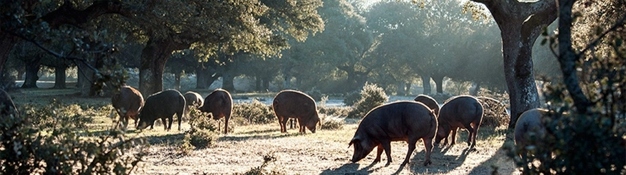 IBERIAN ACORN PRODUCTS