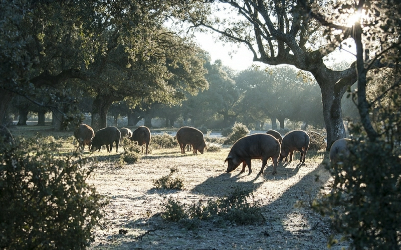 Jambons et saucisses Hernández Jiménez